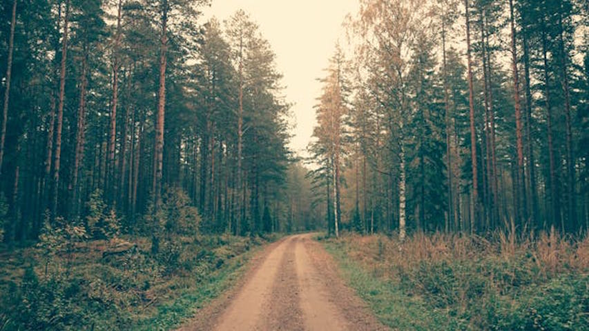 En skogsväg i Sverige